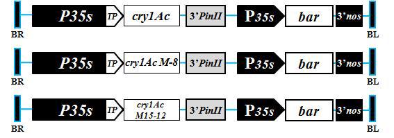 충저항성 BT유전자(cry1Ac)가 삽입된 벡터.