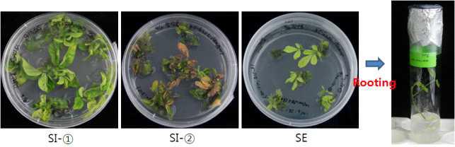 dipping 15ml, sonication 20s, vacuum 30s 을 이용한 형질 전환과 식물체