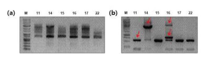 Cry1Ac 콩 형질전환체의 1차(a) 및 2차(b) Inverse PCR