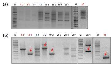 Cry1Ac-M8 콩 형질전환체의 1차(a) 및 2차(b) Inverse PCR