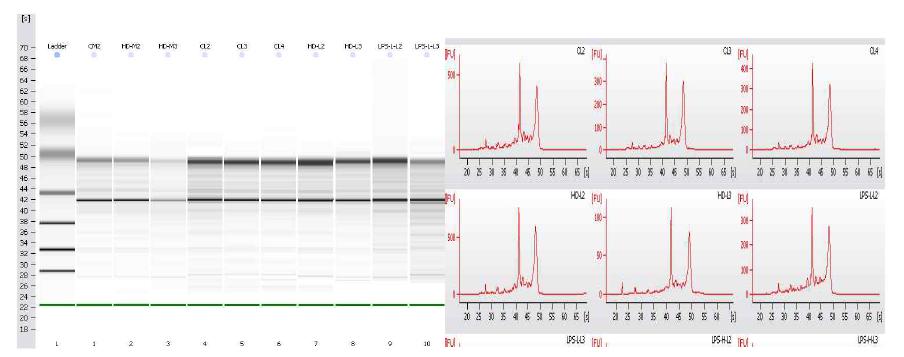 The assay of RNA quality for gene microarray assay(Right) and RNA quality for gene microarray assay(Left, Bioanalyzed 2100 analysis (Electropherogram)