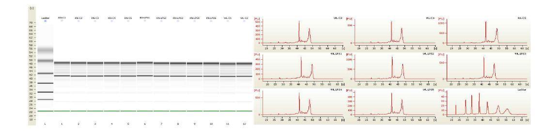 RNA quality assay for gene microarray assay(Bioanalyzed 2100 analysis.