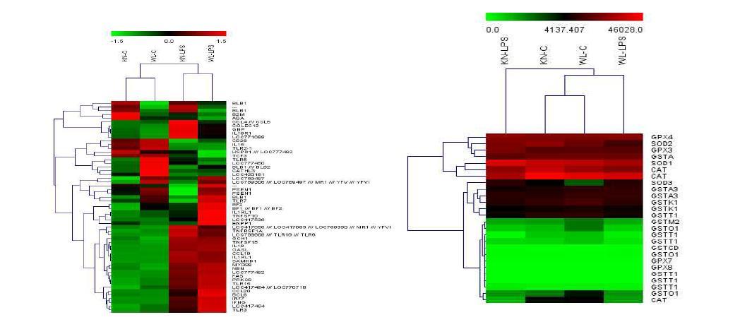 Effects of strain and LPS challenges(after 3hr) on heatmap of cytokine and antioxidant enzyme expression in the liver of Korean native chicken and White leghorn