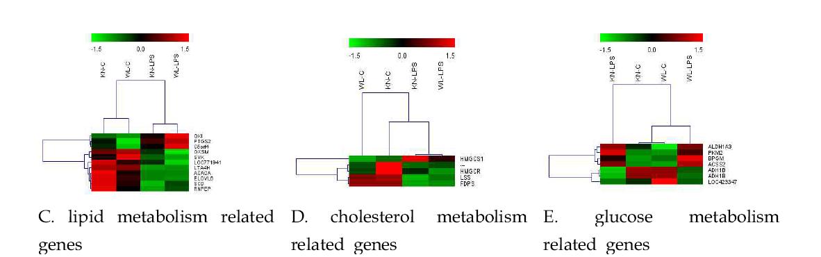 Heatmaps generated from mRNA microarray in the liver of Korean native chicken(KN) and White Leghorn(WL) challenged to LPS