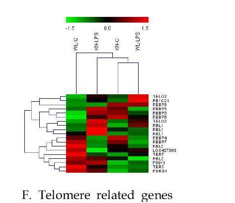 Heatmaps generated from mRNA microarray in the liver of Korean native chicken(KN) and White Leghorn(WL) challenged to LPS