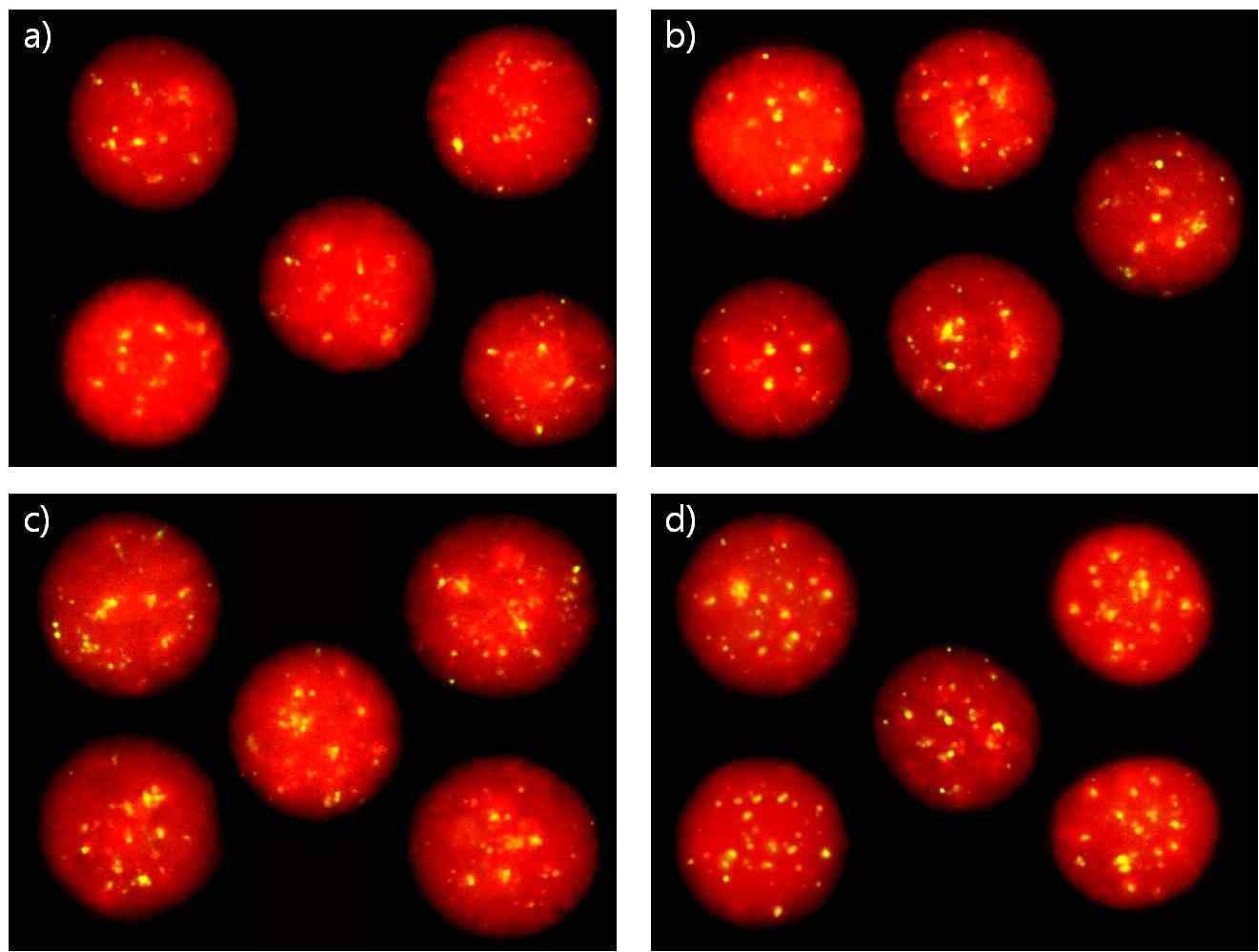 Chicken lymphocyte nuclei analyzed by fluorescence in situ hybridization using a chicken telomeric DNA probe.