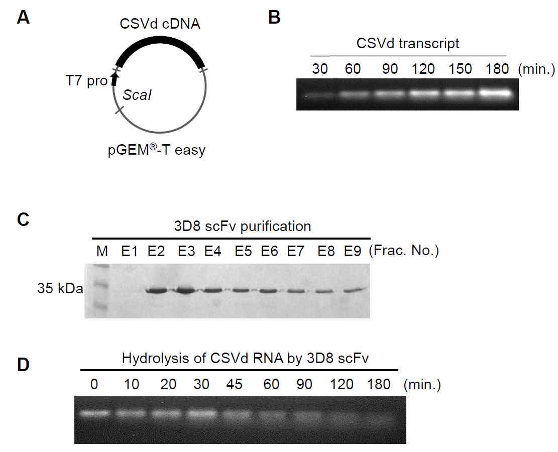 Codon optimized 3D8 scFv의 in vitro 에서의 nucleic acid hydrolyzing activity 확인