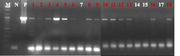 형질전환 국화로부터 dsRNA 가수분해 촉매 항체 유전자의 발현을 확인한 PCR 결과