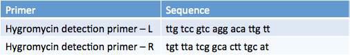dsRNA 가수분해 재조합 항체 원 염기서열 유전자와 함께 전달되는 hygromycin 유전자를 확인하기 위한 프라이머 세트들