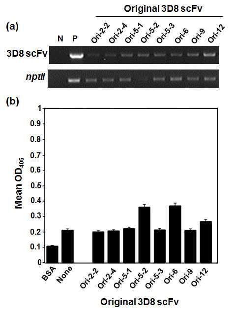 Original 3D8 scFv 형질전환 국화에서의 RT-PCR을 통한 3D8 scFv 유전자와 nptII 유전자의 RNA level 확인과 ELISA를 통한 단백질 발현 양상 확인