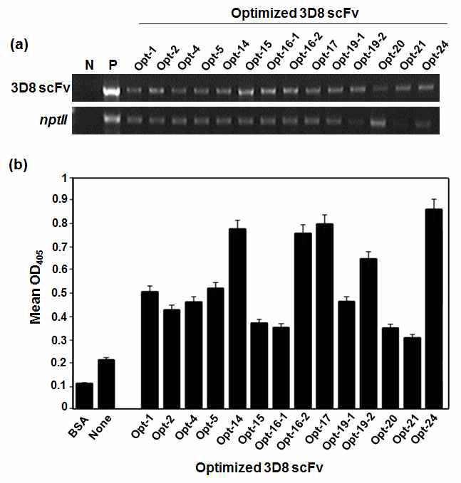 codon-optimized 3D8 scFv 형질전환 국화에서의 RT-PCR을 통한 3D8 scFv 유전자와 nptII 유전자의 RNA level 확인과 ELISA를 통한 단백질 발현 양상 확인