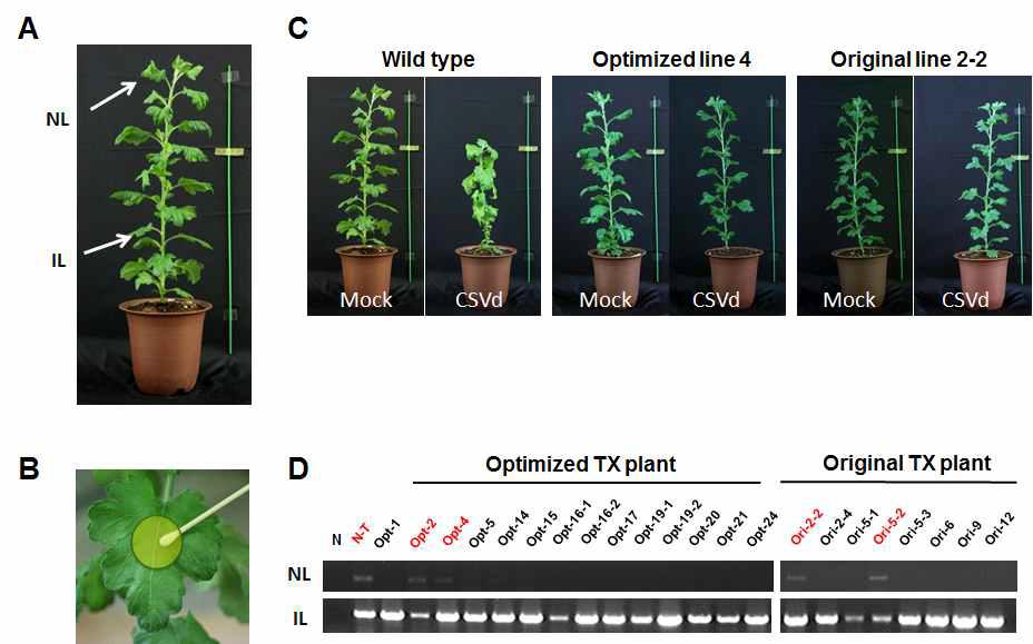 3D8 scFv 유전자 (Original 3D8 scFv) 및 국화에 codon optimized 시킨 3D8 scFv 유전자 (Optimized 3D8 scFv)가 도입된 형질전환 국화에서의 CSVd 저항성 검정
