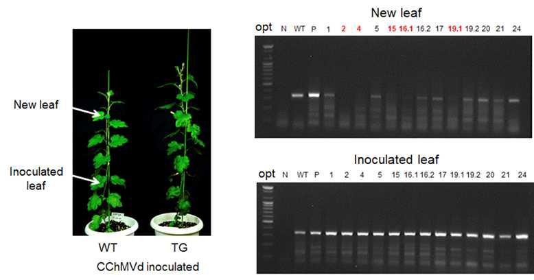 3D8 scFv 유전자 (Original 3D8 scFv) 및 국화에 codon optimized 시킨 3D8 scFv 유전자 (Optimized 3D8 scFv)가 도입된 형질전환 국화에서의 CChMVd 저항성 검정