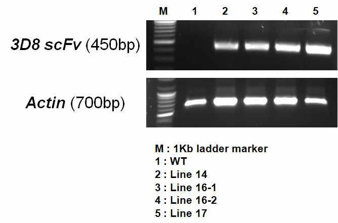 Direct genomic PCR을 통한 형질전환 국화의 확인