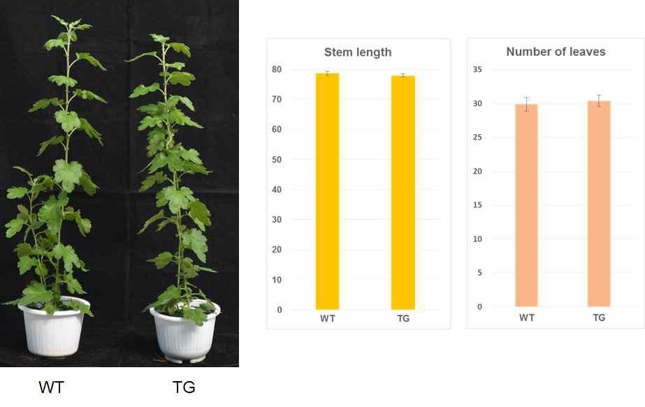 형질전환 국화와 야생형 국화의 생리적 특성 비교