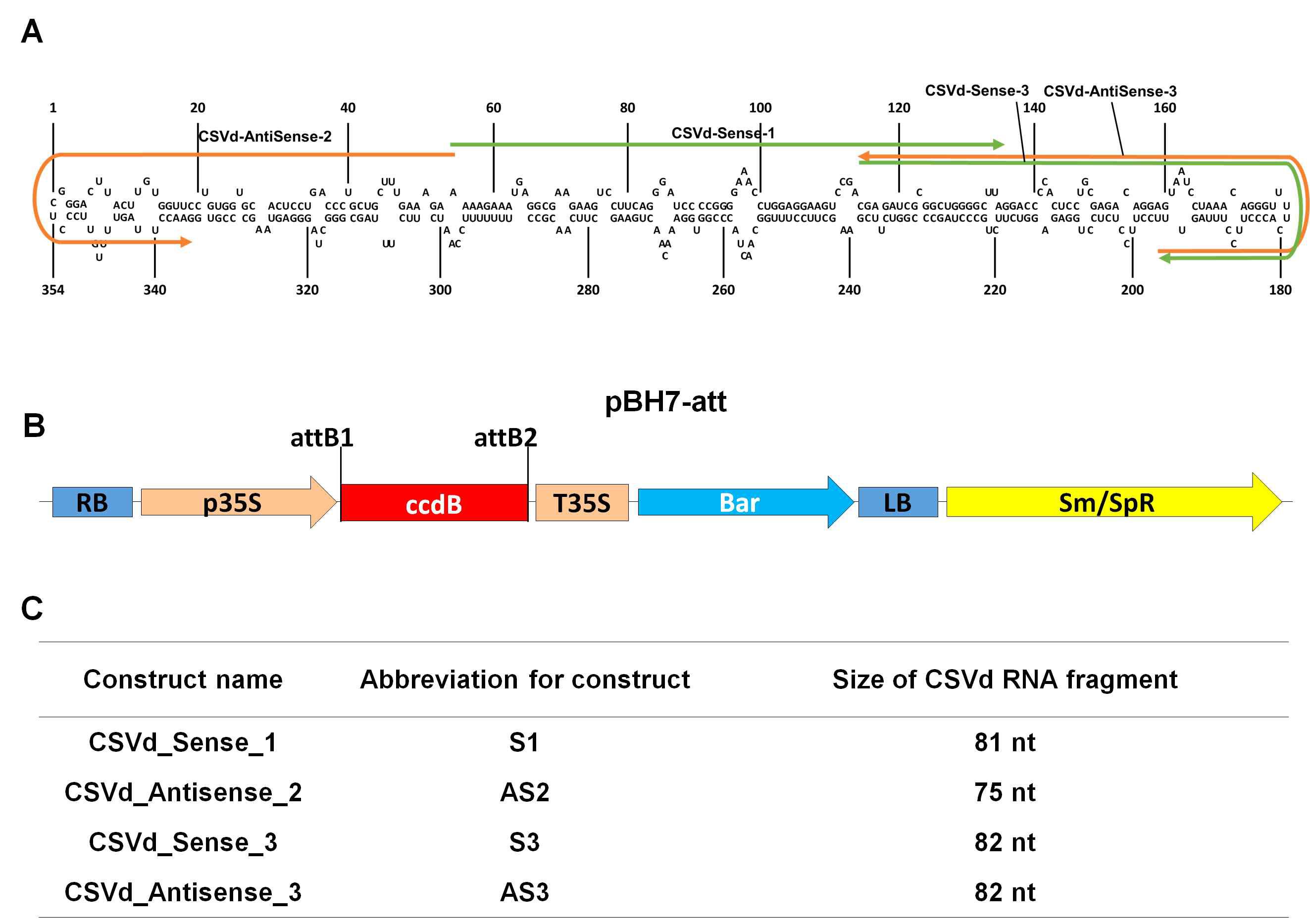 Detailed information for CSVd sense and antisense RNA sequences to generate four different constructs for GM chrysanthemum