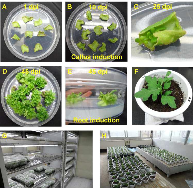 Procedures for Agrobacterium-mediated chrysanthemum transformation