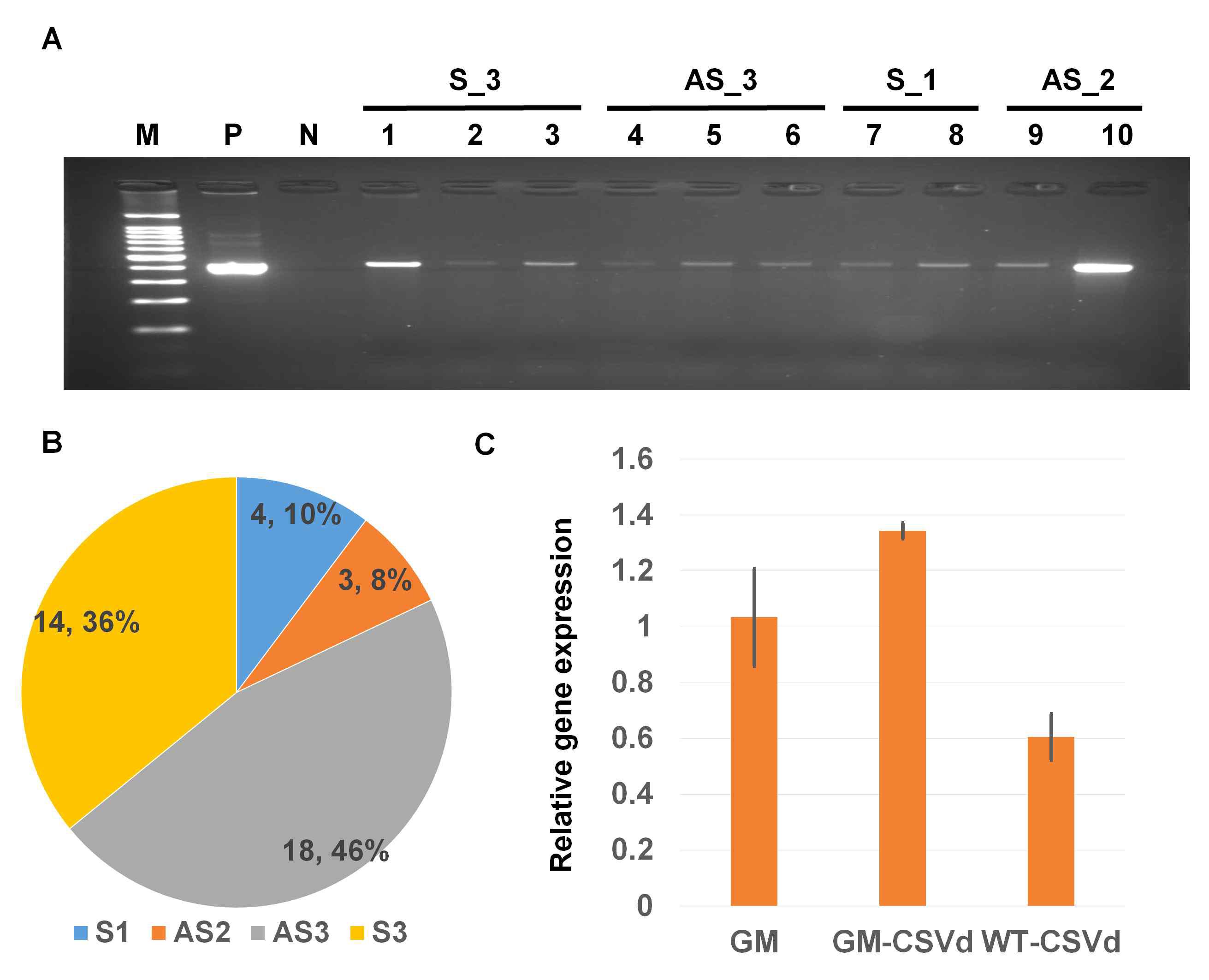 Identification of GM chrysanthemum and expression of introduced CSVd RNA fragment in GM.