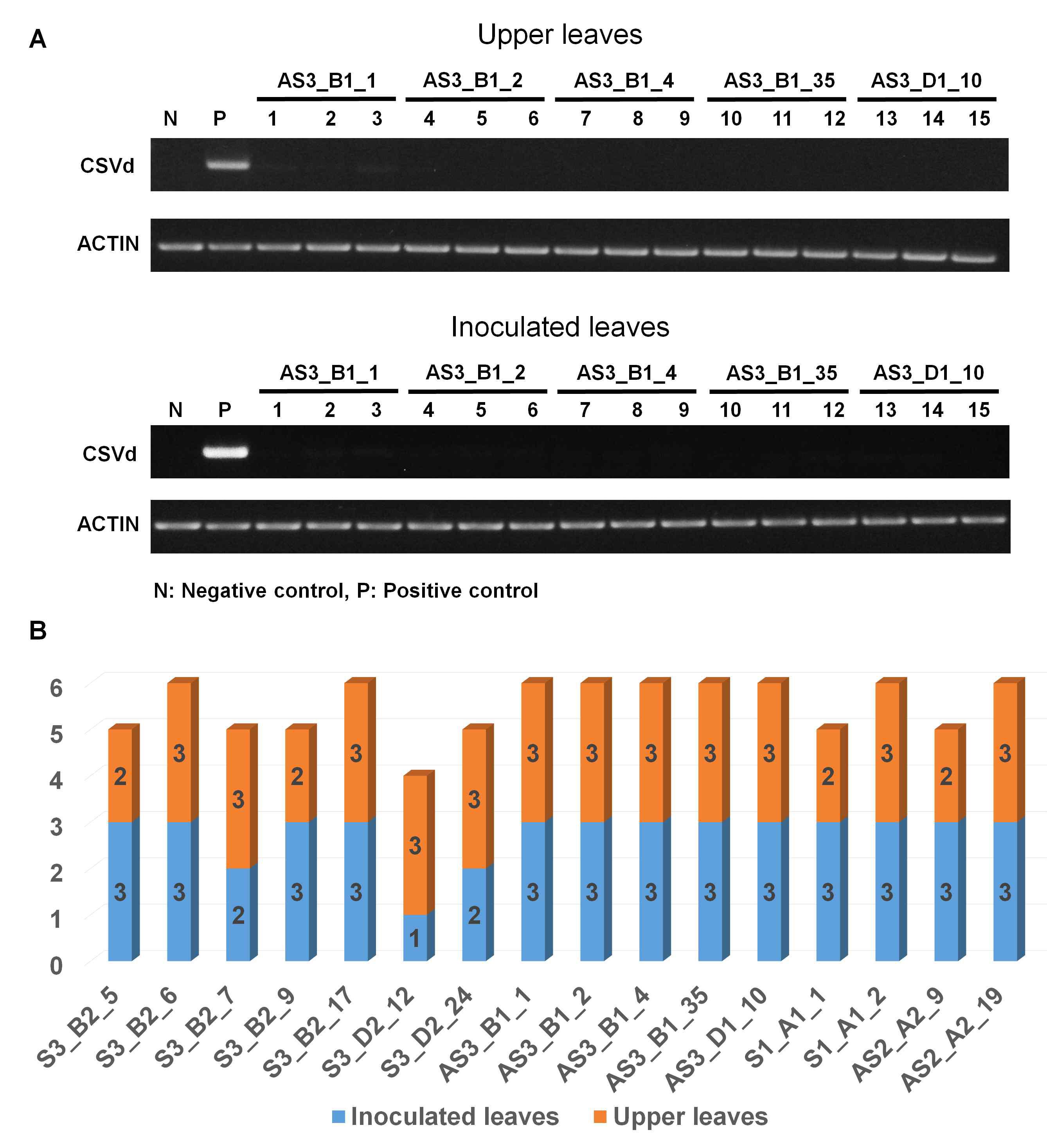 Identification of GM lines resistant to CSVd by RT-PCR.