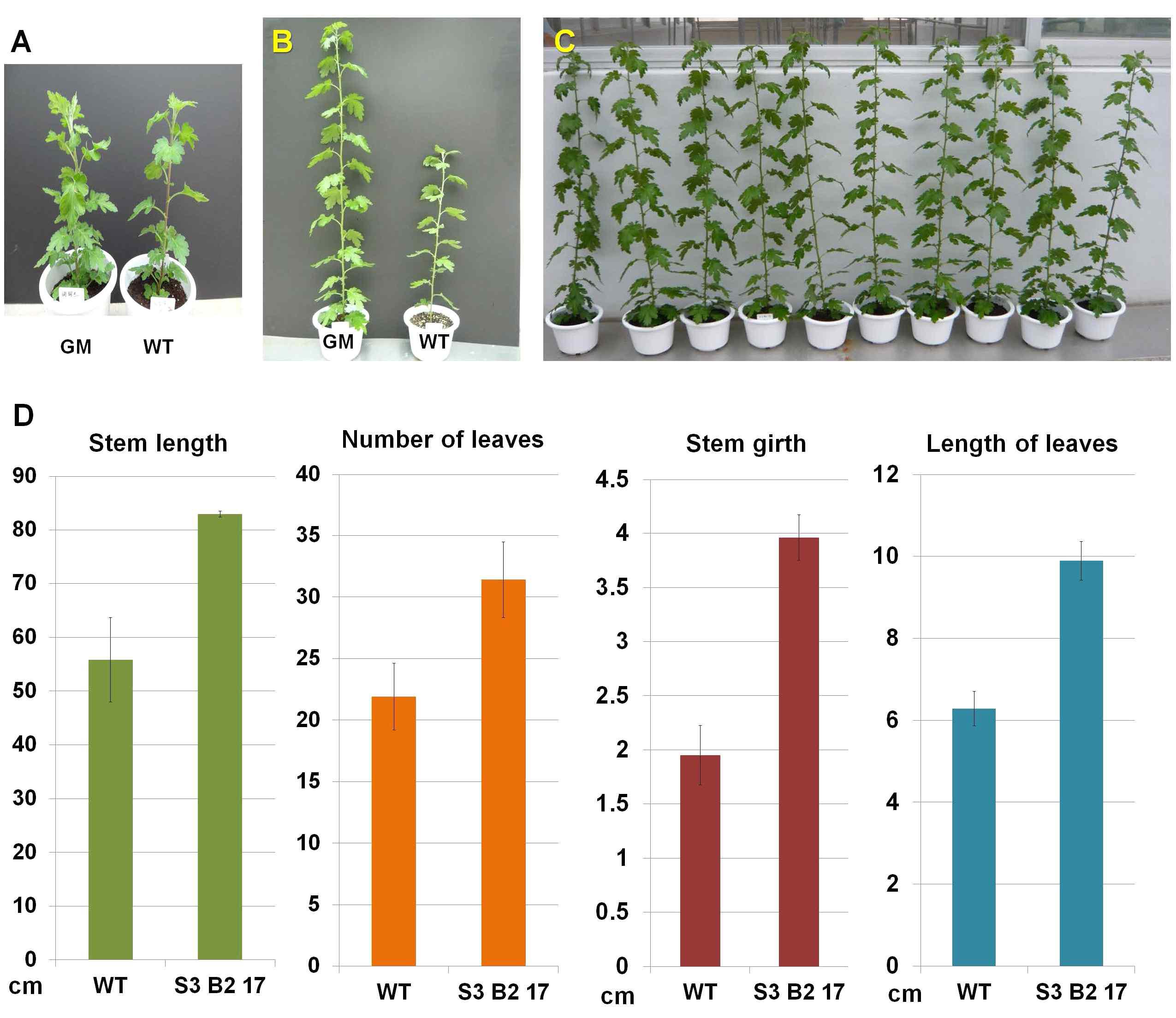 Comparison of phenotypes between GM and WT chrysanthemum plants after CSVd infection