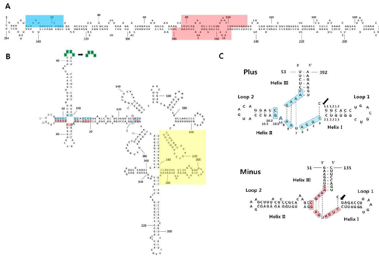 Predicted secondary structures of CSVd and CChMVd