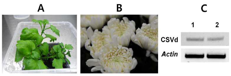 Pictures of chrysanthemum cultivar Shinma and CSVd detection by RT-PCR