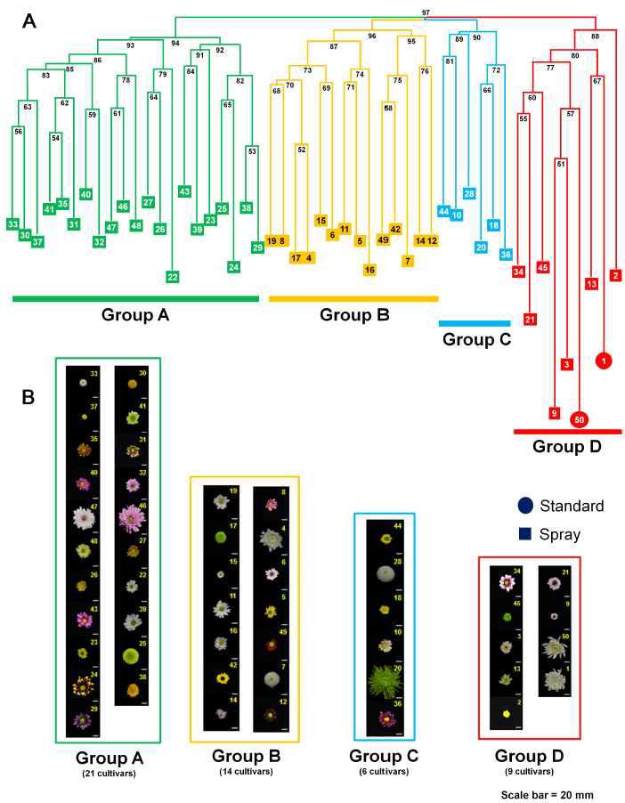 Phylogenetic analysis of 50 chrysanthemum cultivars in Korea using 16 SSR markers.