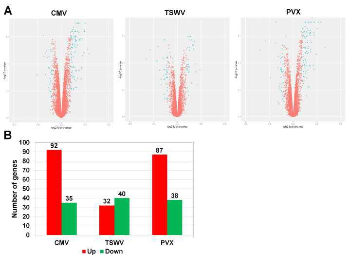 Identification of differentially expressed chrysanthemum genes in response to infection of three different viruses