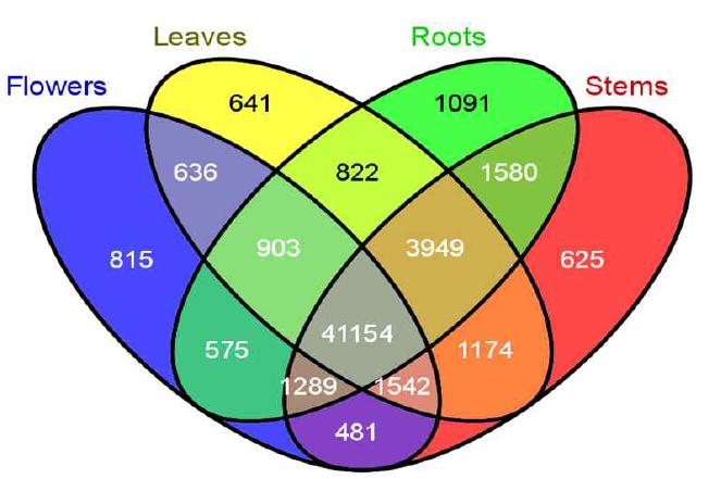 벤디아그램을 이용하여 국화 신마 품종 조직 특이별 transcripts 비교
