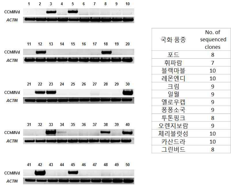 50여개 국화 품종으로부터 CChMVd specific primer를 사용하여 RT-PCR한 결과 총 13개 국화 품종에서 CChMVd RNA가 검출되었으며, 각 품종으로부터 10여개의 clone들을 sequencing하여 genome 변이를 조사하였다.