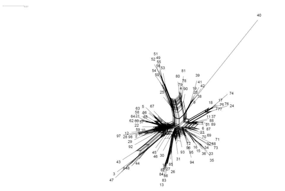 동정된 98개 CChMVd genome의 network tree