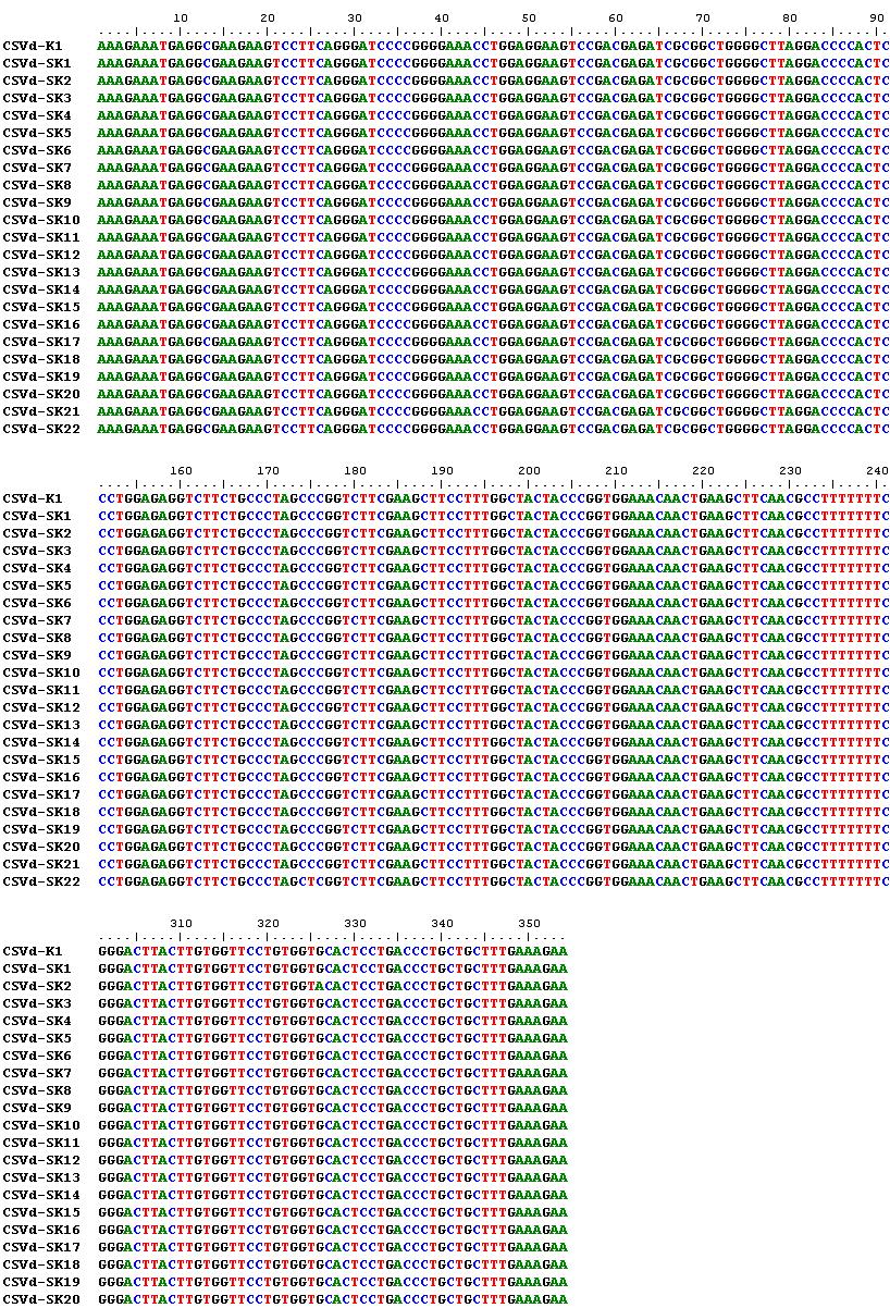 국내 국화왜화바이로이드 (CSVd) 분리주들에 대한 염기서열의 상동성이다