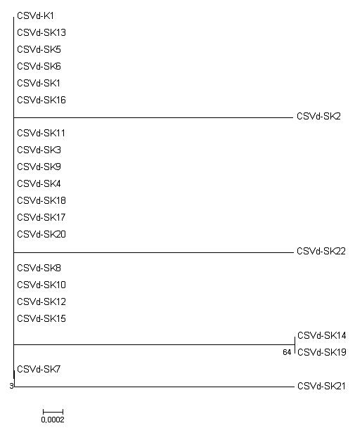유전적 계통도 (phylogenetic tree) 분석법을 이용한 국내 CSVd분리주들의 유전적 상관 관계이다