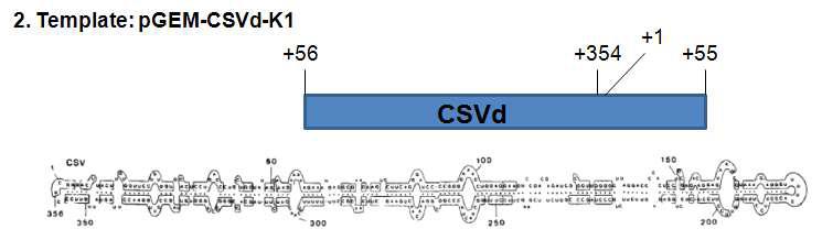 주형으로 사용된 CSVd-K1의 염기서열 및 대략적인 유전체 염기서열의 위치 및 구성 모식도