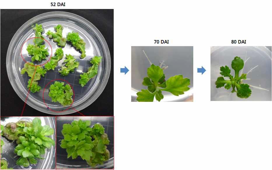 국화형질전환체의 뿌리 유도 과정