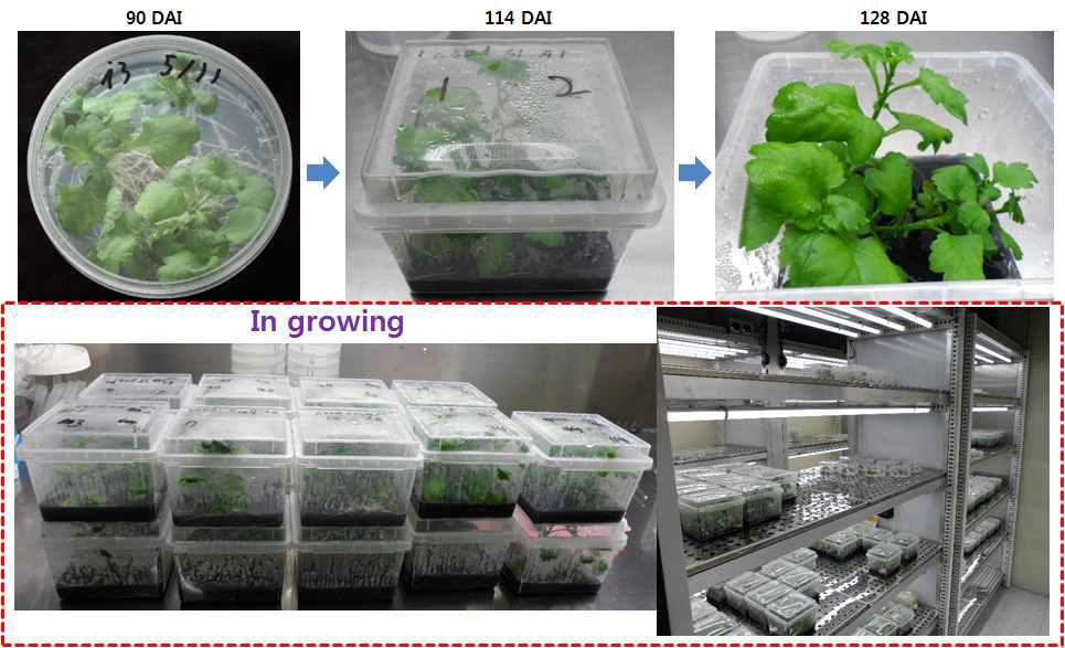 영양번식방법에 의한 국화 형질전환체의 증식 및 세대유지