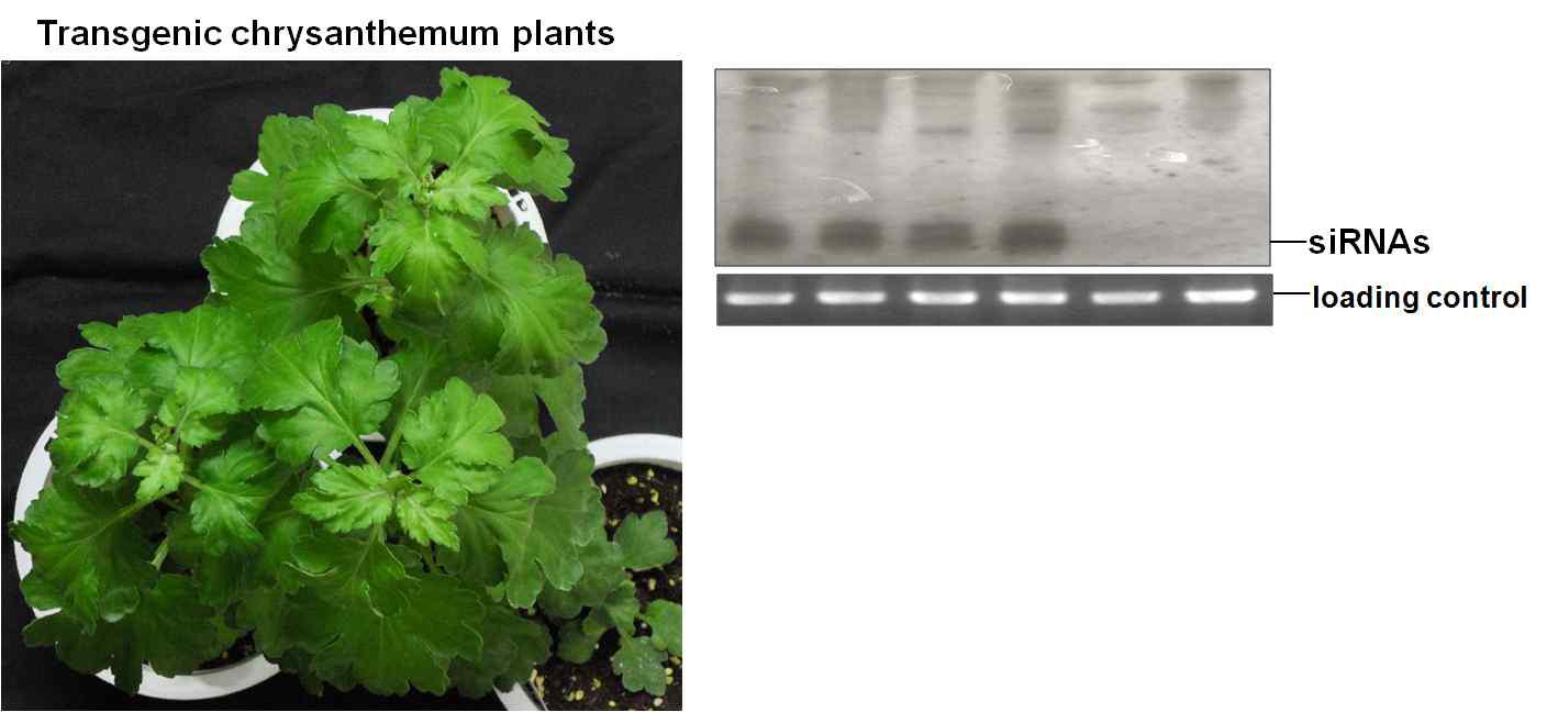 바이로이드 저항성 GM 국화 이벤트들의 영양번식을 통한 세대 진전 및 northern blot hybridization방법을 이용한 siRNAs의 검정 결과이다