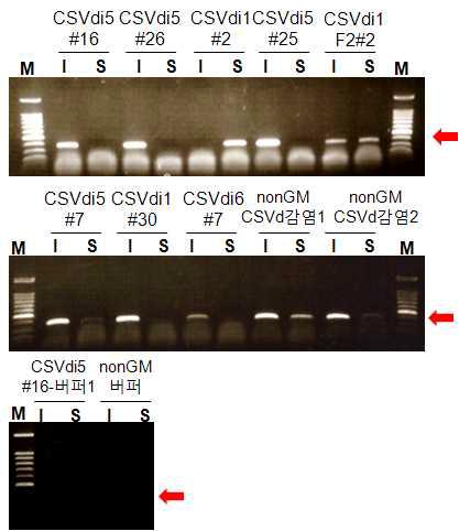 바이로이드 GM 국화 개체들에서의 CSVd의 국부 및 전신 감염 여부를 검정한 RT-PCR 결과
