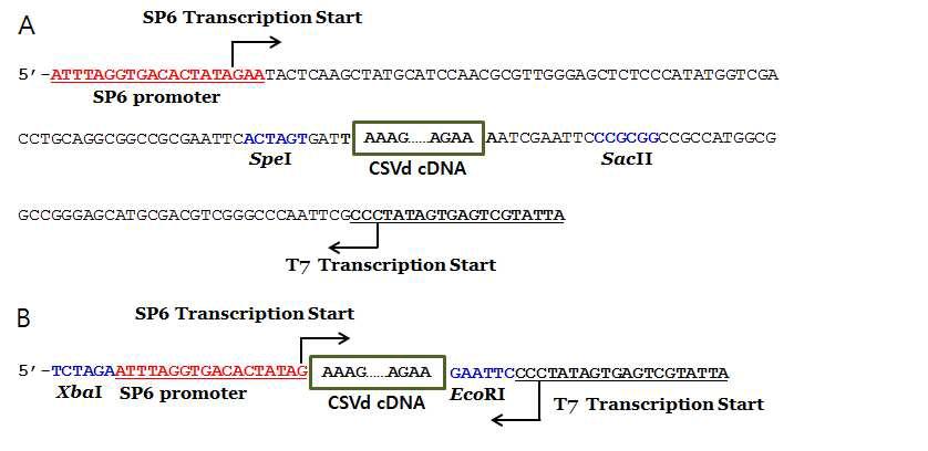 Construction of full-length monomeric cDNA clones of CSVd-SK1