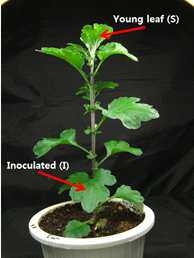 Sites of analysis on GM chrysanthemum for resistance evaluation of CSVd