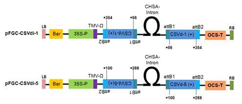 Schematic diagram of vectors for ‘standard-type’ GM Chrysanthemum resistant to CSVd.