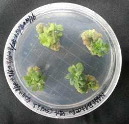 Regeneration of CSVd-resistant ‘Baek-Ma’ chrysanthemum using Agrobacterium transformation