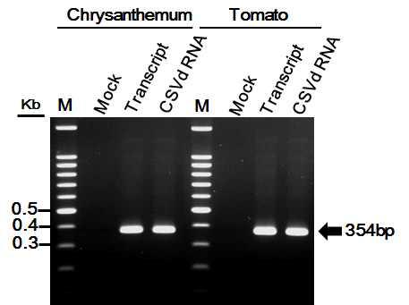 RT-PCR analysis of transcripts from the cDNA clones of CSVd-SK1 in chrysanthemum and tomato plants