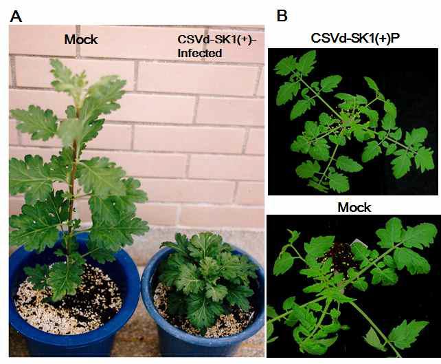 Symptoms of chrysanthemum and tomato plants induced by CSVd-SK1(+) transcripts.