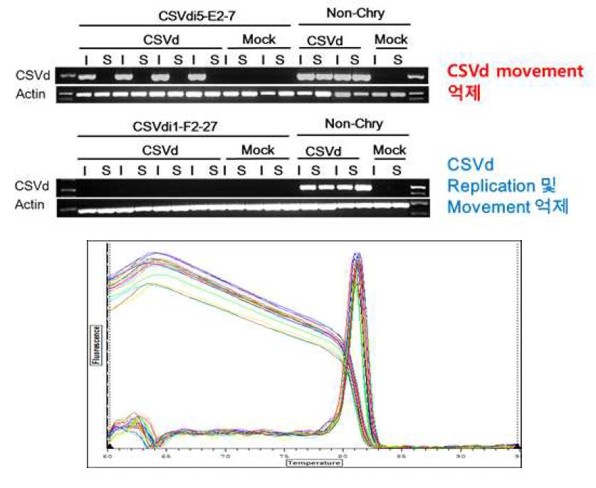 Quantitative analysis of GM chrysanthemum resitant to CSVd in using semi-quantitative RT-PCR analysis and realtime RT-PCR