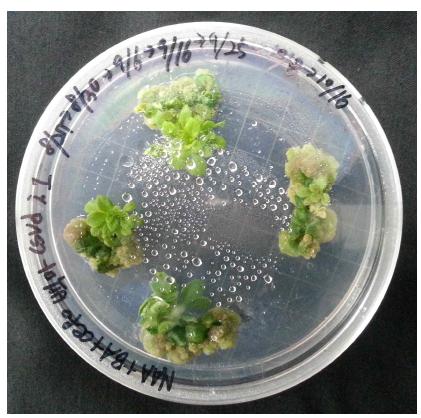 Establishment of Baek-Ma’ chrysanthemum regeneration for construction of CSVd-resistant GM chrysanthemum using Agrobacterium transformation