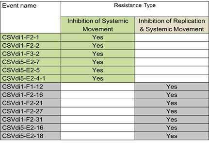 Summary of GM chrysanthemum showing resistance against CSVd.