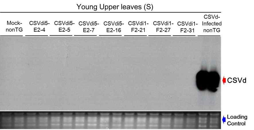 국화왜화바이로이드의 RNA 발현을 바이로이드 접종 후 노던블랏으로 측정