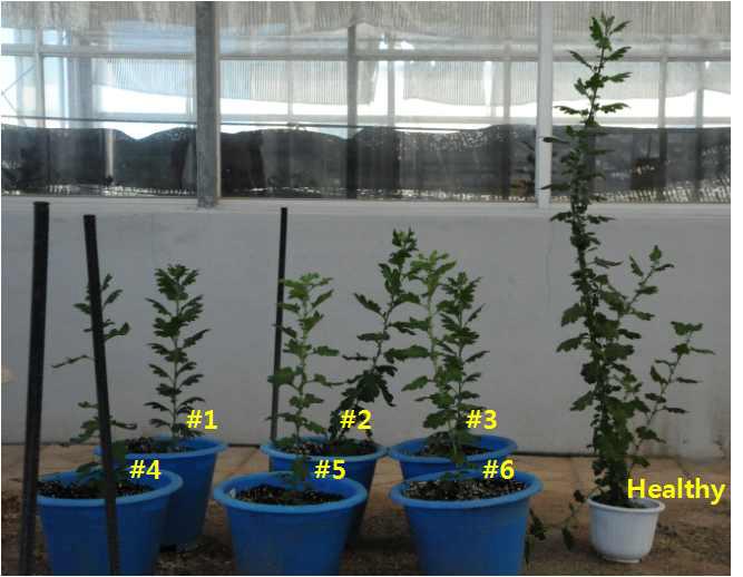 Comparison of plant length between viroid infected chrysanthemums and healthy plant.