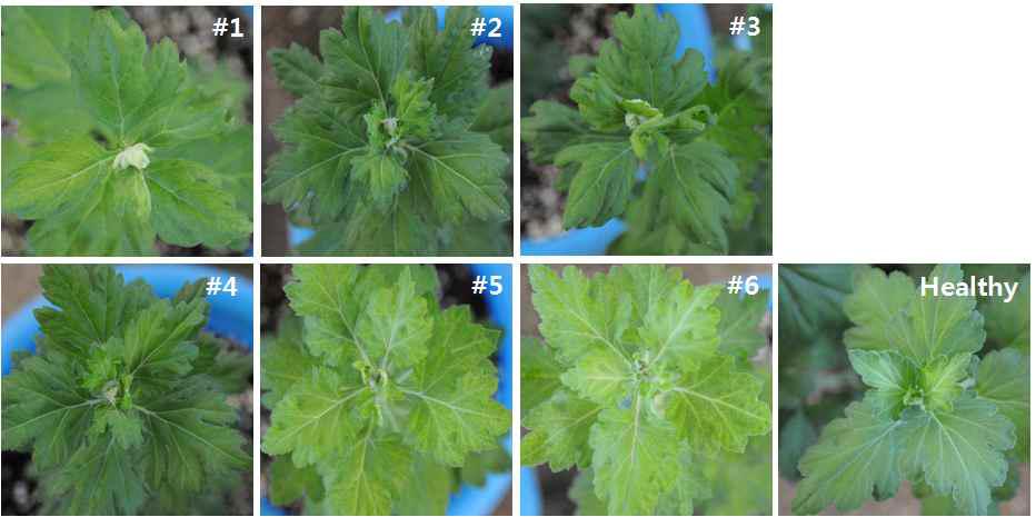 Viroid symptoms in chrysanthemum plant.